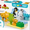 LEGO Duplo Vilde dyrefamilier: pingviner og løver 10442- Lego